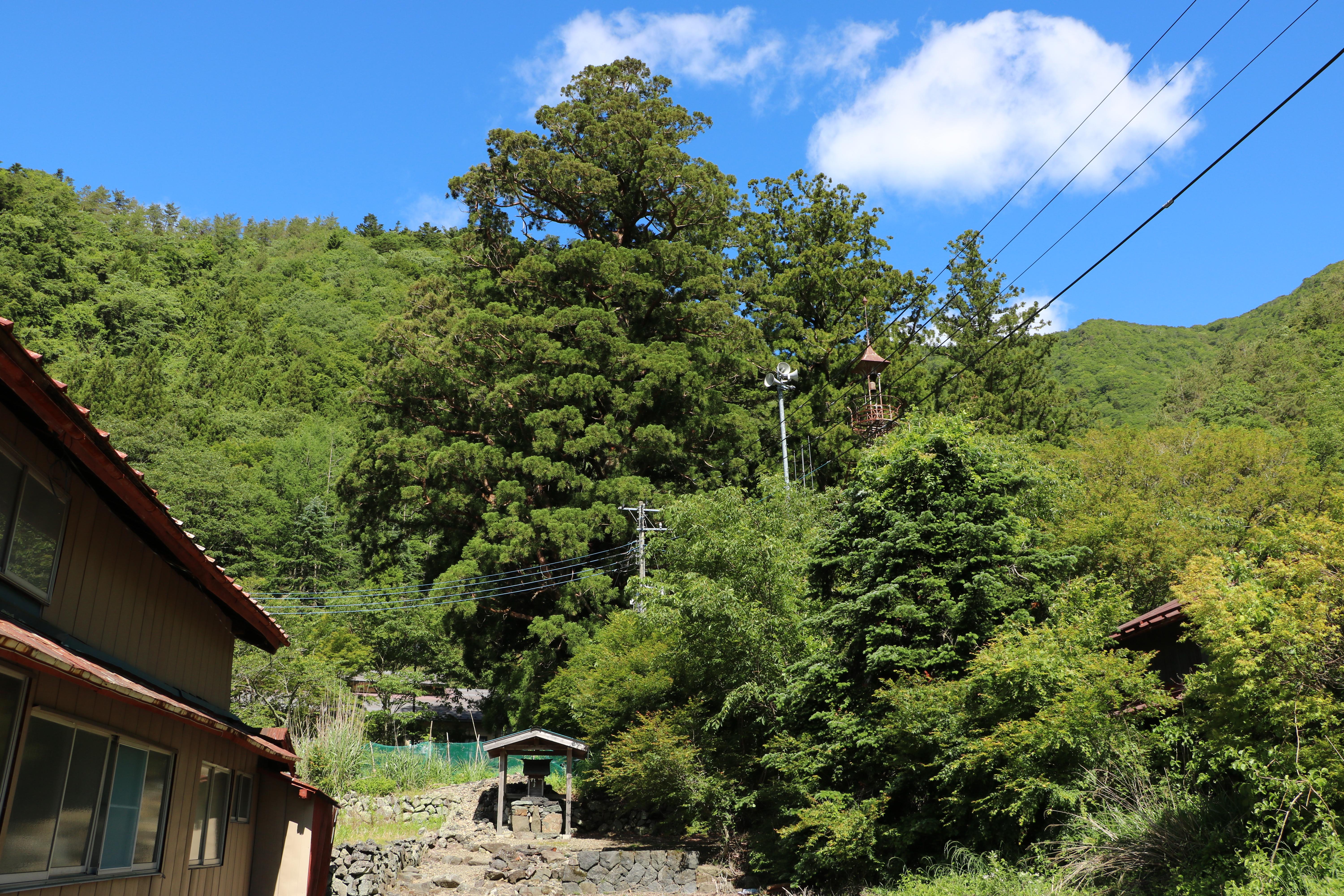 Japanese Cedar Tree of Shoji